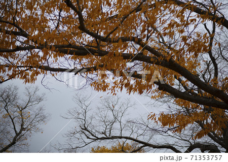 紅葉 秋 木の枝 71353757
