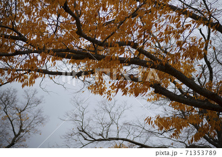 紅葉 秋 木の枝 71353789