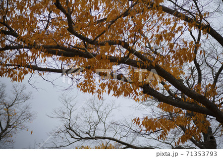 紅葉 秋 落葉 71353793