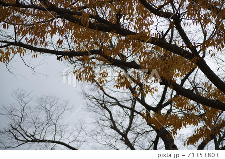 紅葉 秋 木の枝 71353803