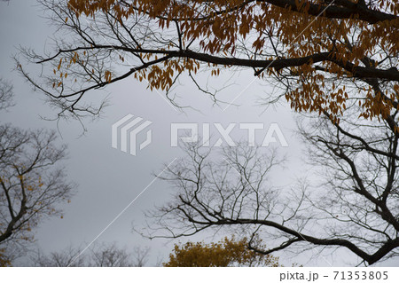 紅葉 秋 槐山郡 71353805