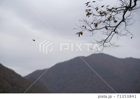 槐山郡 秋 落葉 71353841