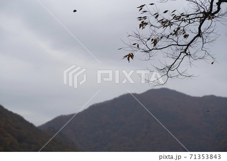 槐山郡 秋 落葉 71353843