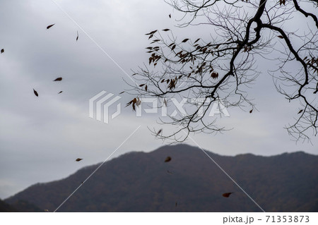 槐山郡 秋 落葉 71353873