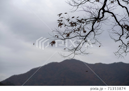 槐山郡 秋 落葉 71353874