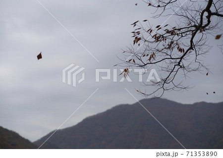 槐山郡 秋 落葉 71353890