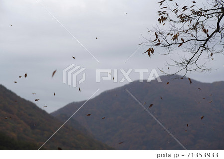 槐山郡 秋 落葉 71353933