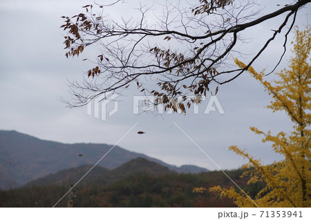 槐山郡 紅葉 秋 71353941