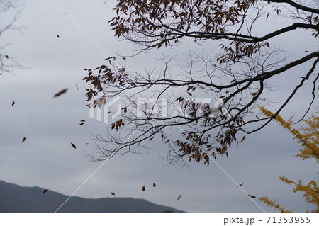 槐山郡 秋 落葉 71353955