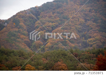 槐山郡 紅葉 秋 71353971
