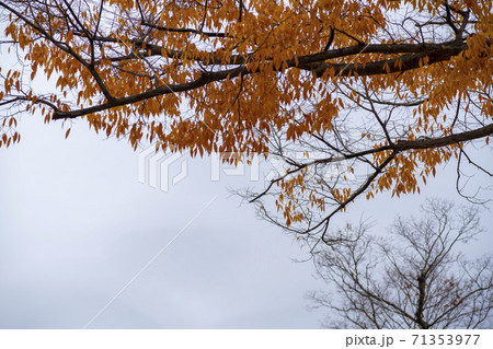 紅葉 秋 木の枝 71353977