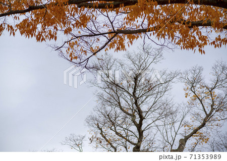 紅葉 秋 木の枝 71353989