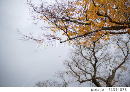 紅葉 秋 落葉 71354078
