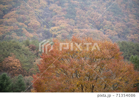 槐山郡 紅葉 秋 71354086