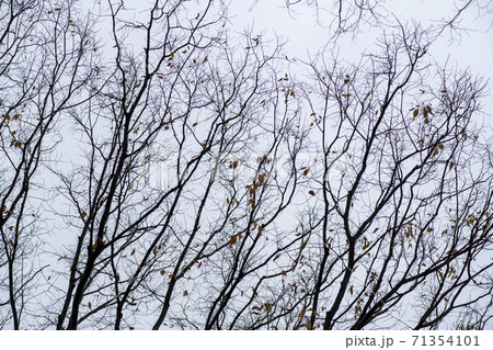 秋 木の枝 曇り 71354101