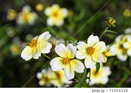 ウィンターコスモス ウィンターコスモス 71354119