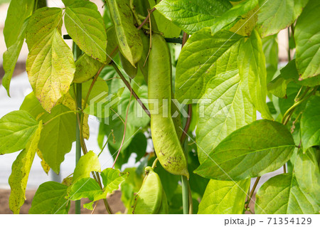 ナタマメ(なた豆・刀豆・鉈豆)(学名: Canavalia gladiata)の実(秋、日本) ナタマメ(なた豆・刀豆・鉈豆)(学名: Canavalia gladiata)の実(秋、日本) 71354129