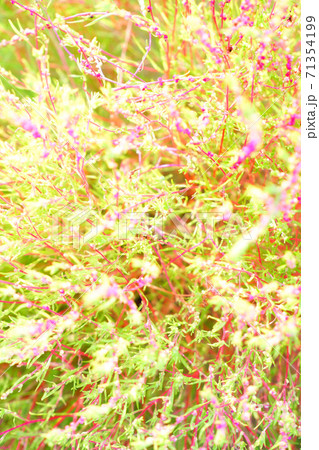 コキア_ホウキギ_ヨリ8 71354199