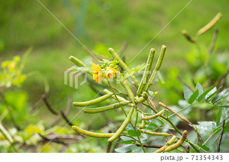 ハブソウ（波布草、Senna occidentalis）、ハブに咬まれたときの民間薬として導入された 71354343