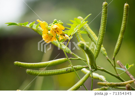 ハブソウ(波布草、Senna occidentalis)、ハブに咬まれたときの民間薬として導入された ハブソウ(波布草、Senna occidentalis)、ハブに咬まれたときの民間薬として導入された 71354345