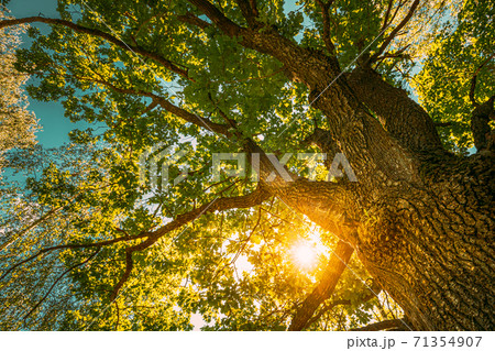 Sunset Sunrise Sun Shining Through Oak Tree Branches In Sunny Summer Forest. Sunlight Sunrays Sunshine Through Tree Canopy Sunset Sunrise Sun Shining Through Oak Tree Branches In Sunny Summer Forest. Sunlight Sunrays Sunshine Through Tree Canopy 71354907