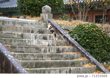 槐山郡 寺院 秋 71355009