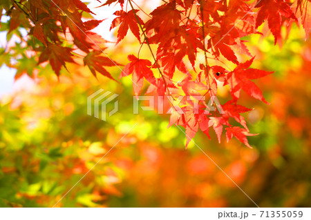京都市右京区の桂川沿いの紅葉風景、京都、桂川、秋【11月】 京都市右京区の桂川沿いの紅葉風景、京都、桂川、秋【11月】 71355059