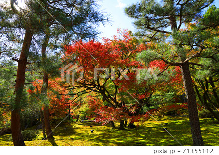 京都市右京区の宝厳院・天龍寺の風景（世界遺産）、京都、お寺、秋、歴史【11月】 71355112