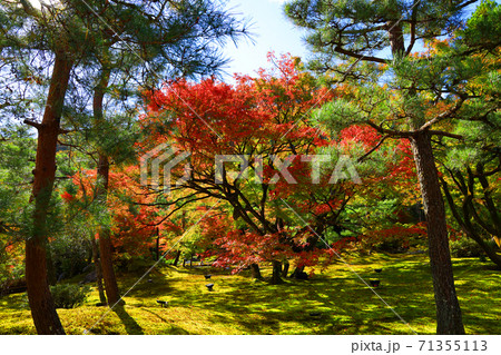 京都市右京区の宝厳院・天龍寺の風景（世界遺産）、京都、お寺、秋、歴史【11月】 71355113