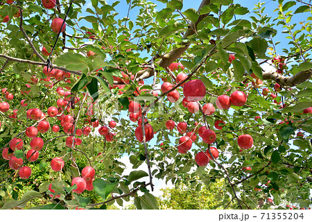 りんご園 青空に映える真っ赤なリンゴ 北国の秋風景 北国イメージ りんご園 青空に映える真っ赤なリンゴ 北国の秋風景 北国イメージ 71355204