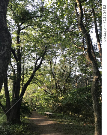 樹の間をくぐる散歩道 71355482