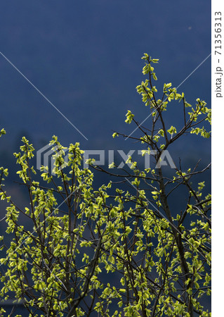 鳥取　四季の散歩　春　愛宕山 71356313