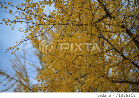 植物 秋 イチョウ 71356315