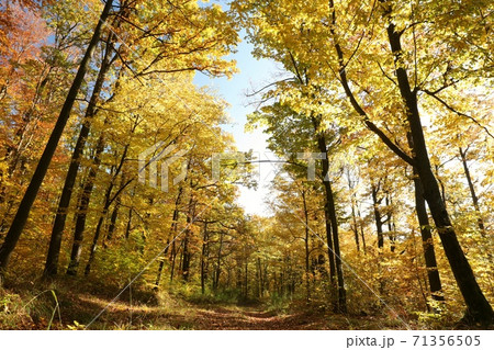 Forest path among oaks on a sunny autumn morning Forest path among oaks on a sunny autumn morning 71356505