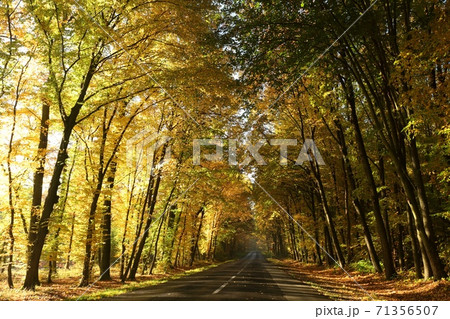 Country road among oaks on a sunny autumn morning Country road among oaks on a sunny autumn morning 71356507