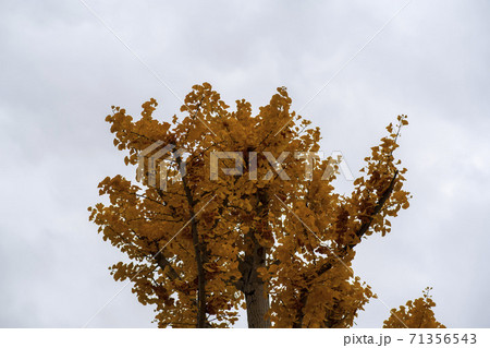 植物 秋 イチョウ 71356543