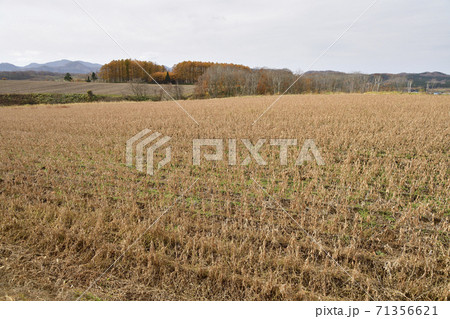 北海道厚沢部町でもうじき収穫を迎える大豆畑の風景を撮影 北海道厚沢部町でもうじき収穫を迎える大豆畑の風景を撮影 71356621