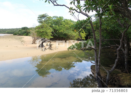 西表、マングローブの河口 71356803