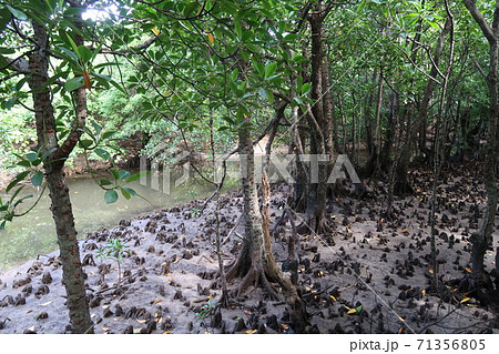 西表、マングローブの川 71356805