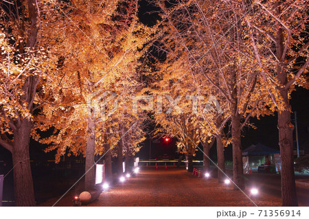 秋 槐山郡 イチョウ 71356914