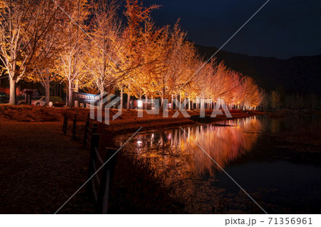 秋 イチョウ ムングァン貯水池 71356961