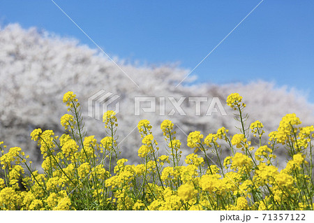 幸手権現堂堤の満開に咲き誇る桜ソメイヨシノと菜の花の共演 71357122