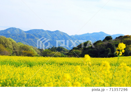【兵庫県 淡路市】山並みと黄色のじゅうたん 71357296
