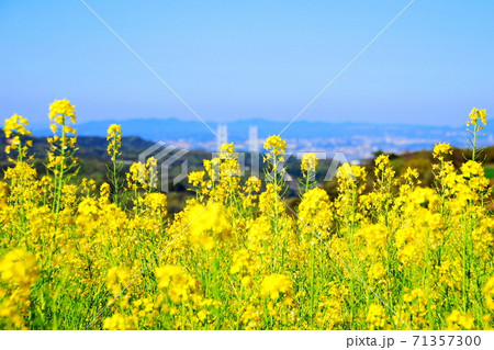 【兵庫県 淡路市】明石海峡大橋を見下ろす黄色いじゅうたん 71357300