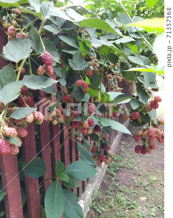 Organic juicy fresh blackberries on a branch and blurred green leaves. Bush with beautiful ripening blackberry berries. Many delicious sweet black berry and unripe red berries in the garden. Organic juicy fresh blackberries on a branch and blurred green leaves. Bush with beautiful ripening blackberry berries. Many delicious sweet black berry and unripe red berries in the garden. 71357568