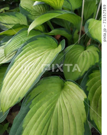 beautiful background leaves hosts pattern.Beautiful Grenn Yellow Leaves Of Hosta. Natural Floral Background. 71357569