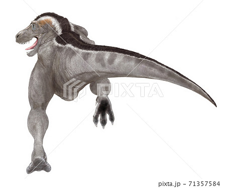 白亜紀の肉食恐竜恐竜ティラノサウルス レックス 背景を省略した後ろ姿を描いたもののイラスト素材