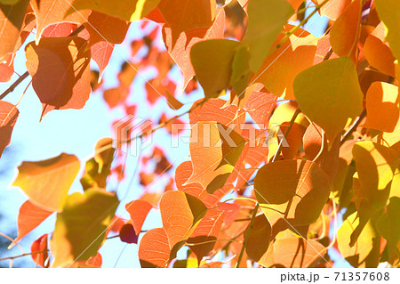 ナンキンハゼの紅葉 71357608