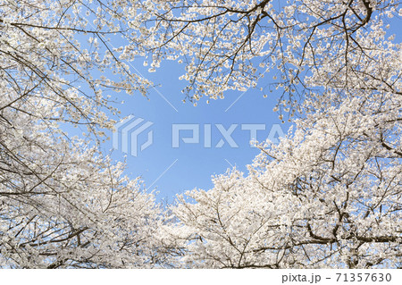 青空を背景に満開に咲き誇る桜ソメイヨシノ 71357630