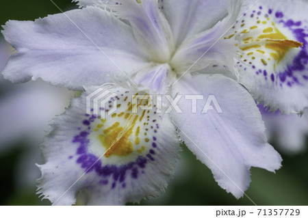 シャガの花の写真素材